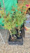 4 X 2 LTR STANDARD FUCHSIA.