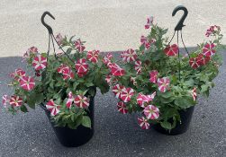 2 X PETUNIA BASKETS.