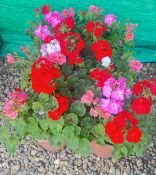 6 GERANIUM POTS.