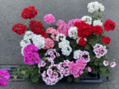 2 X 6 X 2 LTR PELARGONIUMS.