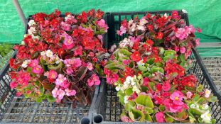 6 PACK BEDDING BEGONIA.