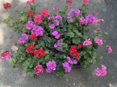2 X 8 X 13CM IVY LEAF GERANIUMS.