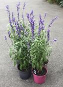5 X 3 LTR SALVIA VICTORIA.