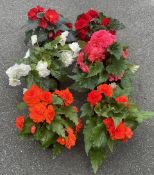 1 X 6 X 3 LTR LARGE NON-STOP BEGONIAS.