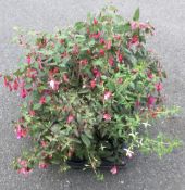 1 X 6 X 2 LTR HARDY FUCHSIAS.
