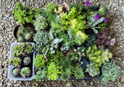 ROCKERY / ALPINE VARIOUS SIZES (41 PLANTS).