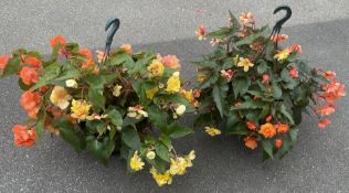 2 X 12 INCH TRAILING BEGONIA HANGING BASKETS.