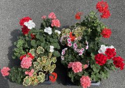 2 X 6 X 2 LTR PELARGONIUMS.