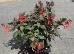 6 X 2 LTR DARK LEAF FUCHSIAS WITH PENDULAR SALMON FLOWERS.