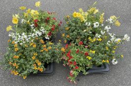 2 X 5 X 1 LTR MIXED PATIO PLANTS.