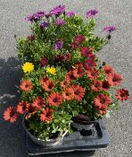 1 X 6 X 2 LTR OSTEOSPERMUM.
