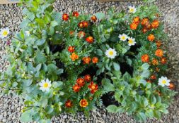 6 MARIGOLD AND 6 PATIO DAHLIA IN 2 LTR POTS (12 PLANTS).