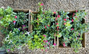 18 MIXED FUCHSIAS IN 2 LTR POTS.