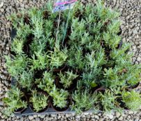 2 X 18 LAVENDER (36 PLANTS).