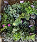 2 TRAYS ROCKERY / ALPINE PLANTS (33 PLANTS).