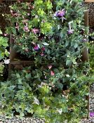 12 FUCHSIA IN 2LT POTS.