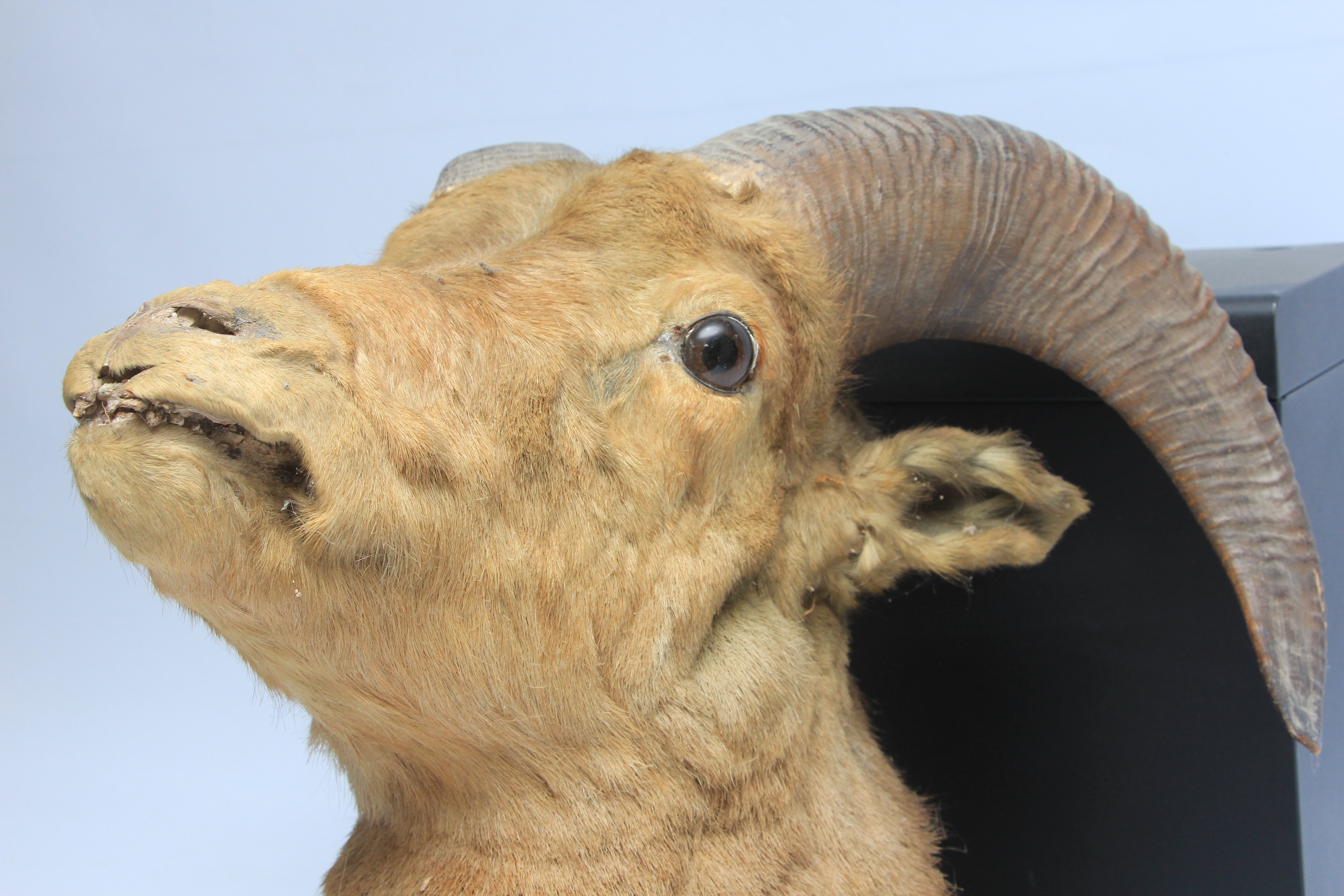 A TAXIDERMY STUDY OF A WILD RAM WITH ORIGINAL RIBBED HORNS