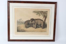 AFTER SAMUEL HOWITT 'Decoy Elephants Catching a Male' aquatint published by McClean 1819 40 x 51cm