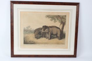 AFTER SAMUEL HOWITT 'Decoy Elephants Catching a Male' aquatint published by McClean 1819 40 x 51cm