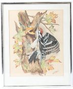 AFTER BASIL EDE Lesser Spotted Woodpecker watercolour signed indistinctly 34 x 28cm