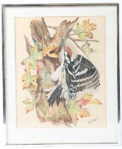 AFTER BASIL EDE Lesser Spotted Woodpecker watercolour signed indistinctly 34 x 28cm