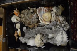 Corals and shells.
