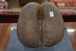 An unpolished coco de mer.