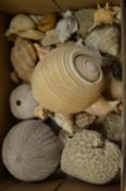 A collection of shells and coral.