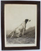 AFTER MAUD EARL Setter hound on a moor large format photogravure pub. BERLIN PHOTOGRAPHIC COMPANY