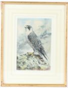 TREVOR PARKIN (1935) Peregrine falcon watercolur signed 22.5 x 15cm