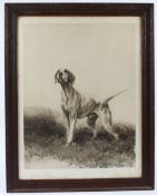 AFTER MAUD EARL Pointer hound on a moor large format photogravure pub. BERLIN PHOTOGRAPHIC COMPANY