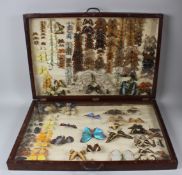 A COLLECTION OF BUTTERFLIES AND INSECTS, housed in a folding mahogany display case. Case when closed