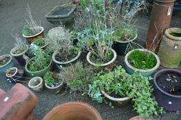 A large quantity of glazed plant pots, mostly containing plants.