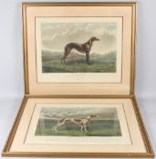 EDWARD HENRY HUNT 'Princess Dagmar' study of a greyhound hand coloured aquatint (later impression)