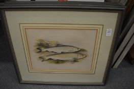 A set of four colour engravings of fish.