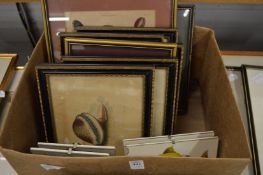 A group of colour prints, mostly depicting sea shells.