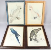 EDWARD LEAR 'Baudin's Cockatoo' 'Greater Sulphur crested Cockatoo' 'Leadbeater's Cockatoo' and '
