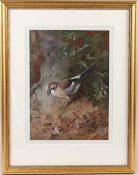 ARCHIBALD THORBURN (1860-1935) Jay colour print Fine Art Guild blindstamp published by W F Embleton,