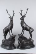 AFTER MOIGNIEZ. A LARGE PAIR OF BRONZE STAGS ON MARBLE BASES. 72cms high.