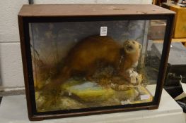 Stuffed and mounted stoat in display case.