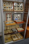 A large collection of framed and glazed butterfly groups.