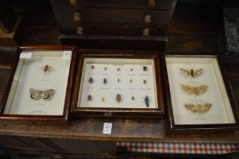 Three cased sets of insects and bugs.