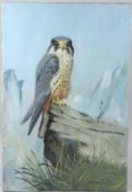 G BROWN (20TH CENTURY) Peregrine falcon oil on canvas signed and dated '77 unframed 76 x 50.5cm