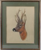 BRIAN RAWLING (1931) Roe deer watercolour signed and dated '79 35.5 x 27.5cm
