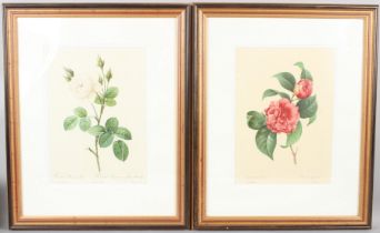 AFTER P J REDOUTE 'Rosa Muscosa alba' 'Camellia panache' 33 x 24cm and 'Rosa bifers officinalis'