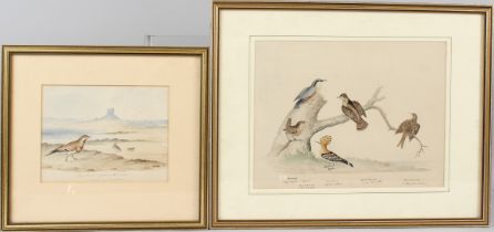 ORNOTHOLOGY INTEREST (19TH CENTURY) Birds species on a tree stump watercolour 23.5 x 31cm