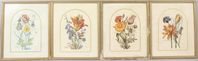 BOTANICAL INTEREST Set of four flower studies with Latin inscriptions 30 x 25cm (4)