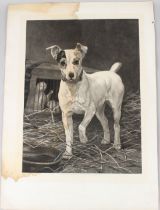 AFTER THOMAS BLINKS (1872-1958) 'Terrier and Ferrets' engraving (a/f) unframed 55 x 41cm
