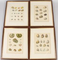 F MARTIN CONCHOLOGICAL CABINET shell specimens set of four coloured prints 20 x 16cm (4)