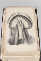 ANATOMICAL AND MEDICAL INTEREST Collection of human anatomy studies 'London John Taylor Upper